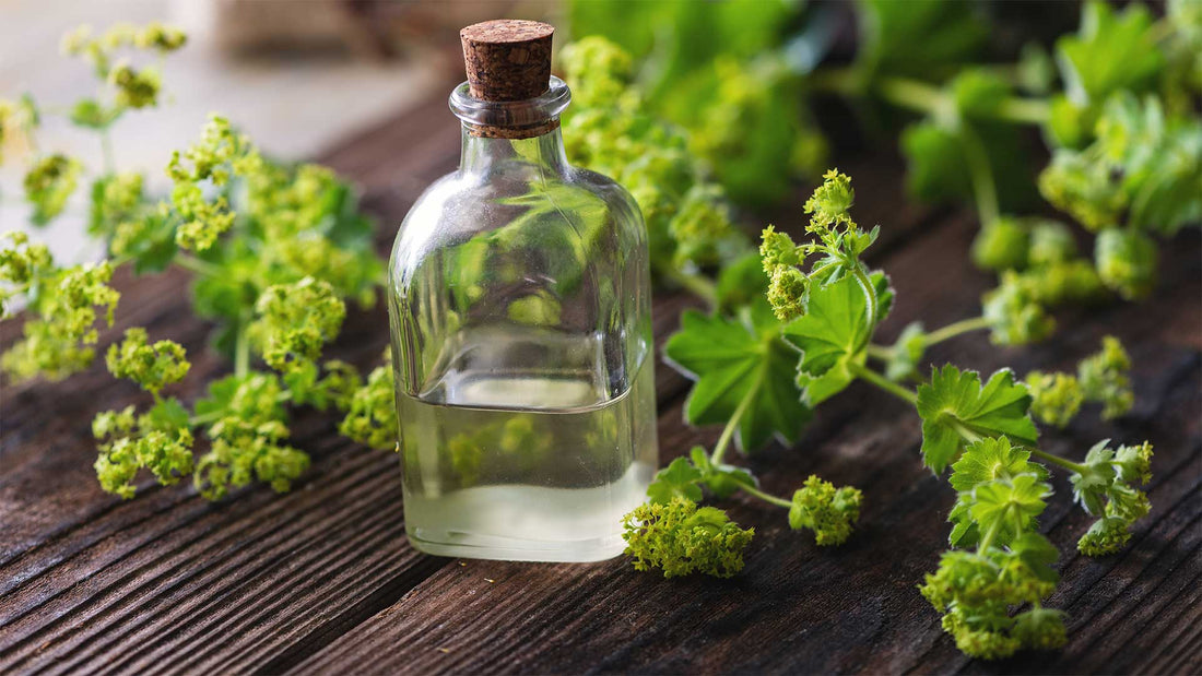 frauenmanteltee in der frühschwangerschaft